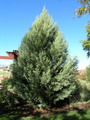 Arizona rough cypress,rough-bark cypress,smooth-bark cypress,cedro blanco,pinobete,سرو نقره ای
